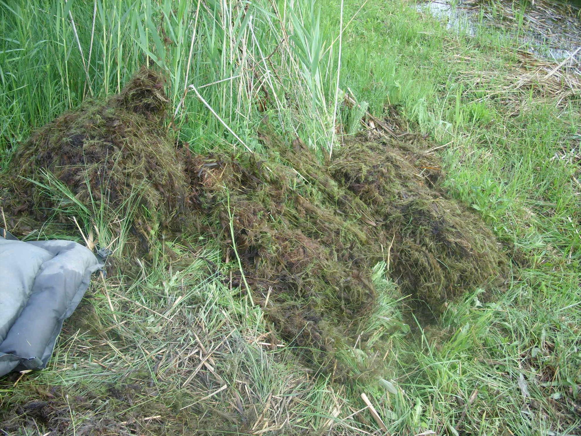 Sanpaul 7 - 9 iun. - stp80380.JPG